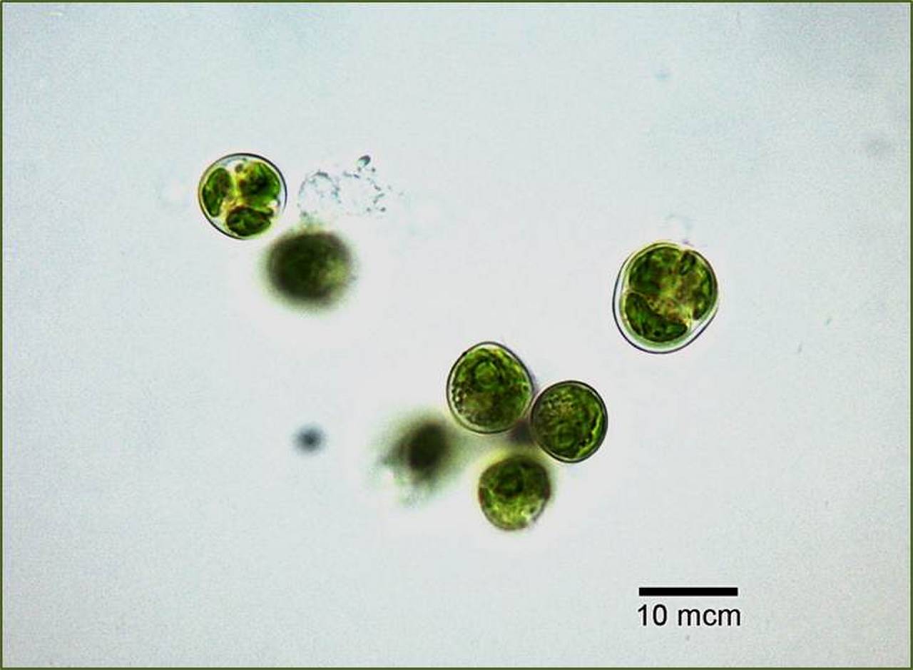 Ettlia ACKU ред.1, (Czechoslovakia)