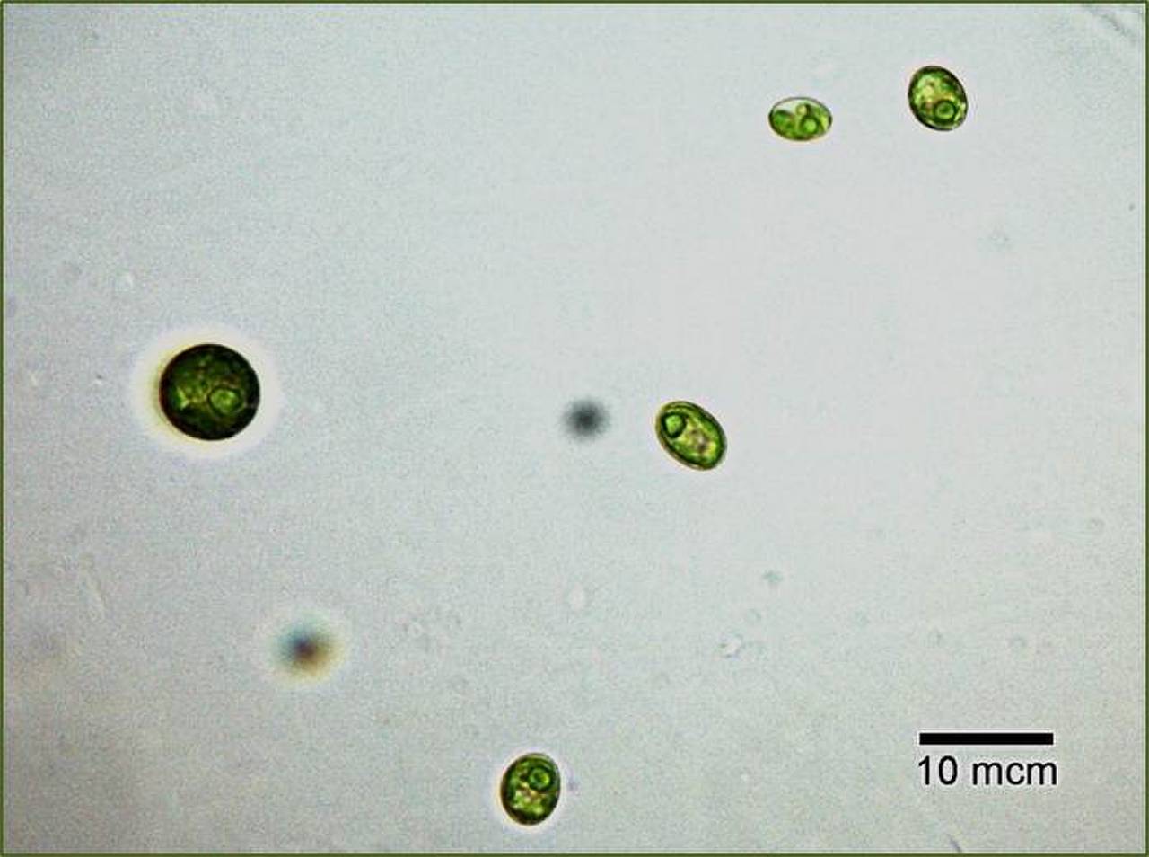 Scenedesmus obliquus FACHBред.1, Hubei (China)
