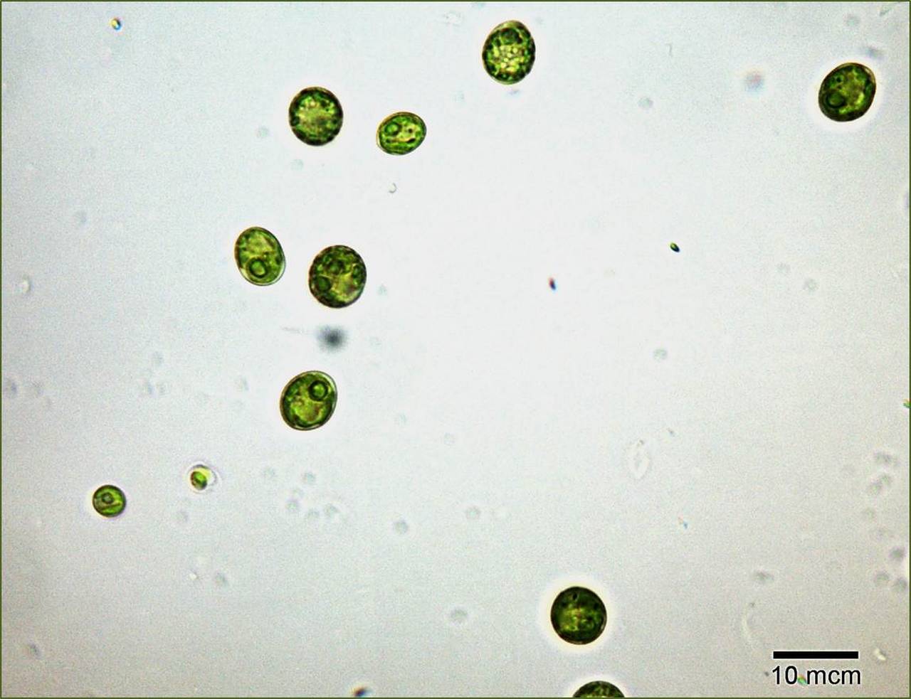 Scenedesmus obliquus FACHBред.1, Hubei (China)