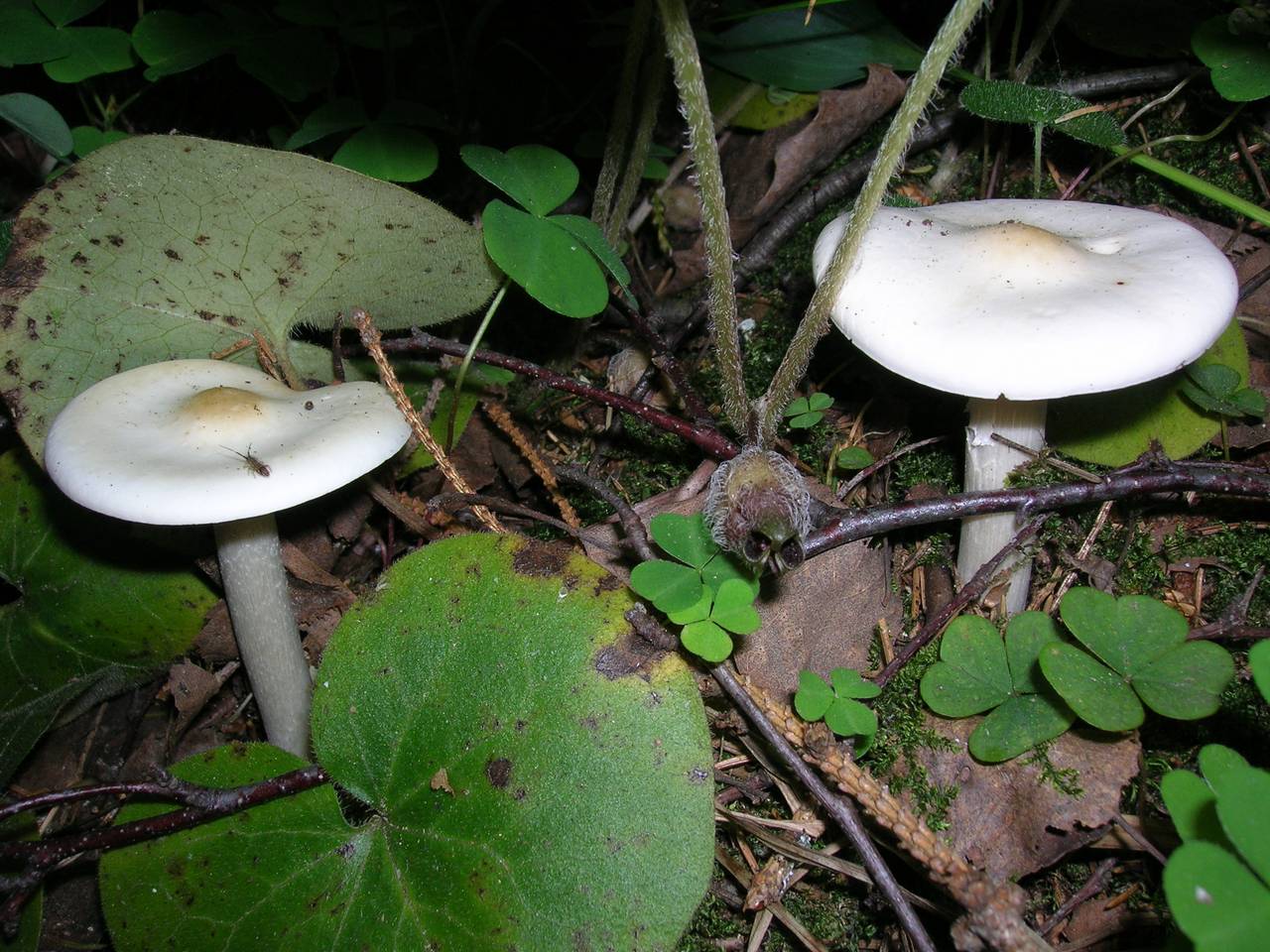 Melanoleuca strictipes (P. Karst.) Jul. Schäff.
фото В.П. Прохорова, Одинцовский, Moscow Oblast (Russia)