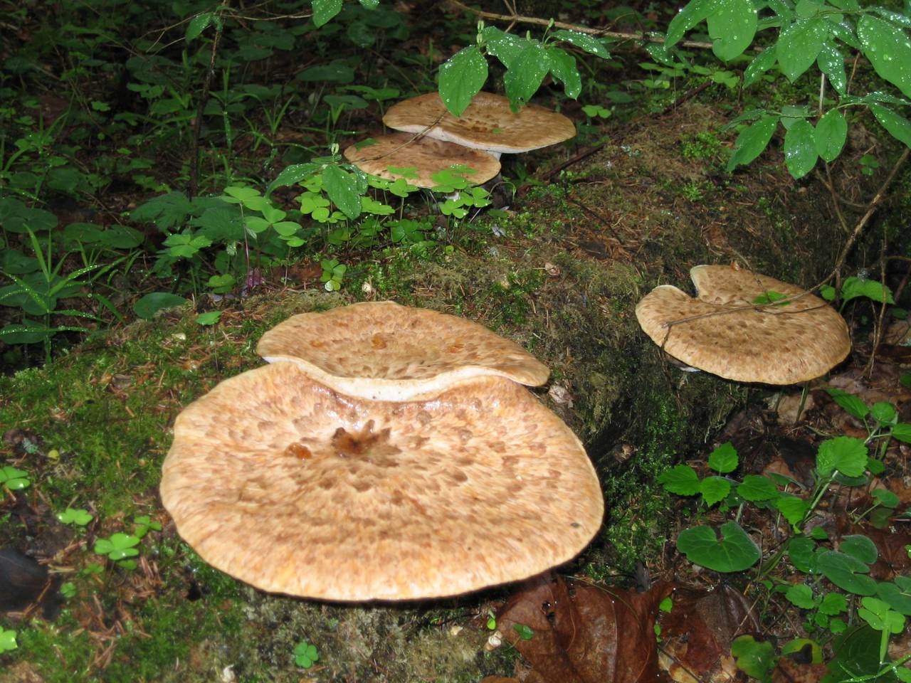 Polyporus tuberaster (Jacq. ex Pers.) Fr.
фото В.П. Прохорова, Одинцовский, Moscow Oblast (Russia)