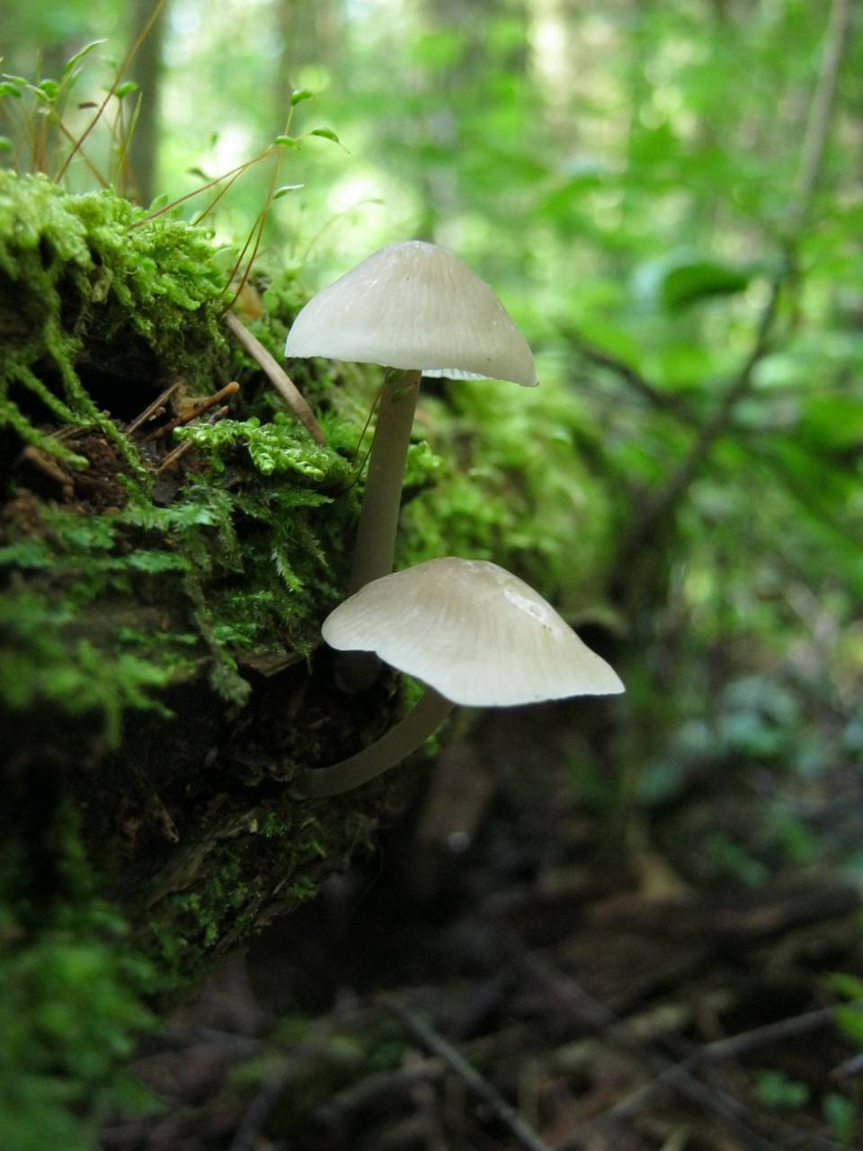 Mycena laevigata Gillet
фото Д.А. Чудаева, Одинцовский, Moscow Oblast (Russia)