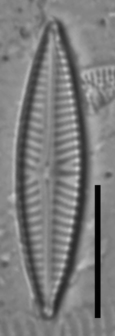 Масштаб - 10 мкм., Одинцовский район, Moscow Oblast (Russia)