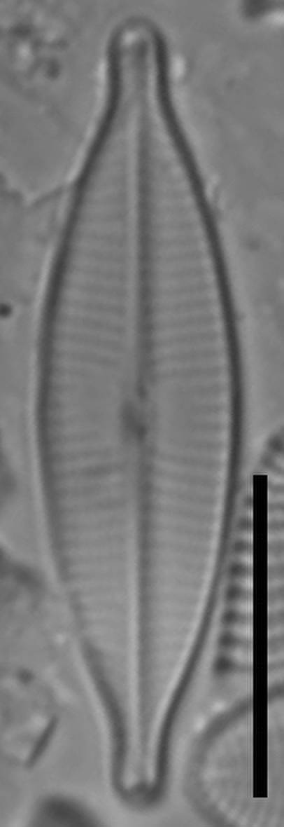 Масштаб - 10 мкм., Одинцовский район, Moscow Oblast (Russia)