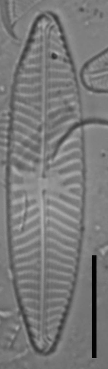 Масштаб - 10 мкм., Одинцовский район, Moscow Oblast (Russia)