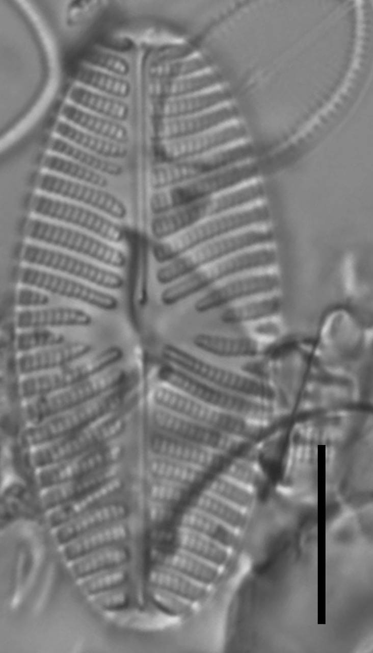 Масштаб - 10 мкм., Одинцовский район, Moscow Oblast (Russia)