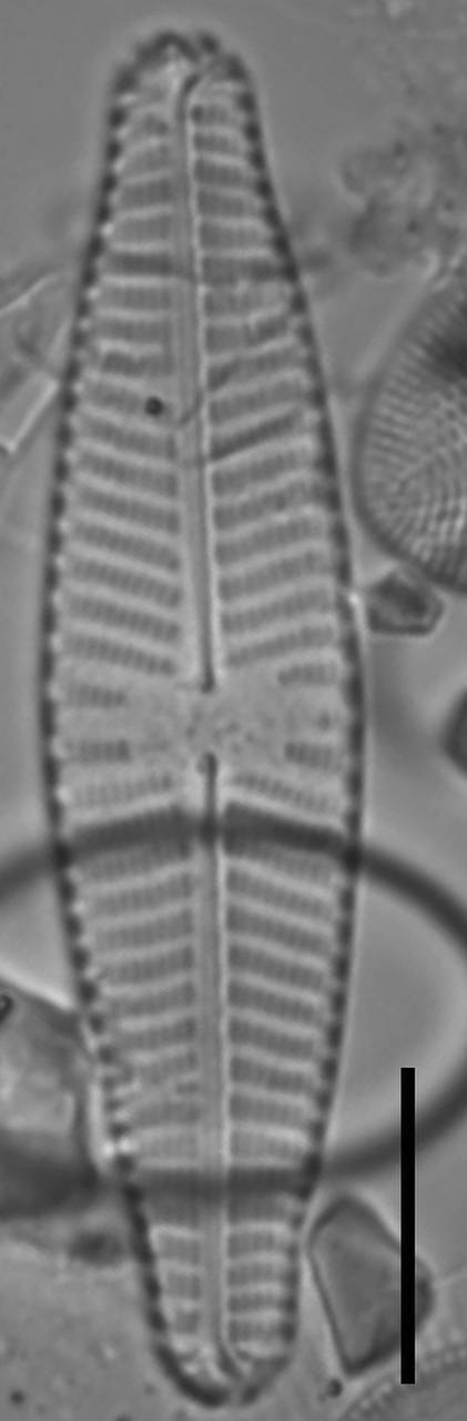 Масштаб – 10 мкм., Одинцовский район, Moscow Oblast (Russia)