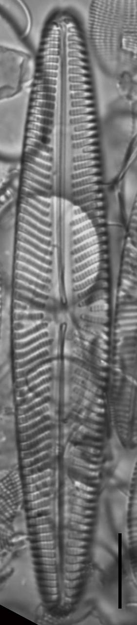 Масштаб – 10 мкм., Одинцовский район, Moscow Oblast (Russia)