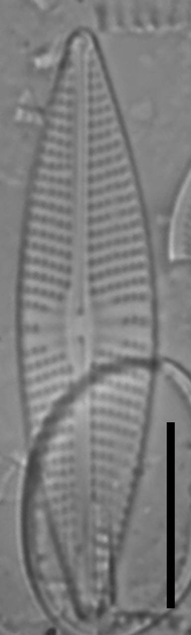 Масштаб – 10 мкм., Одинцовский район, Moscow Oblast (Russia)