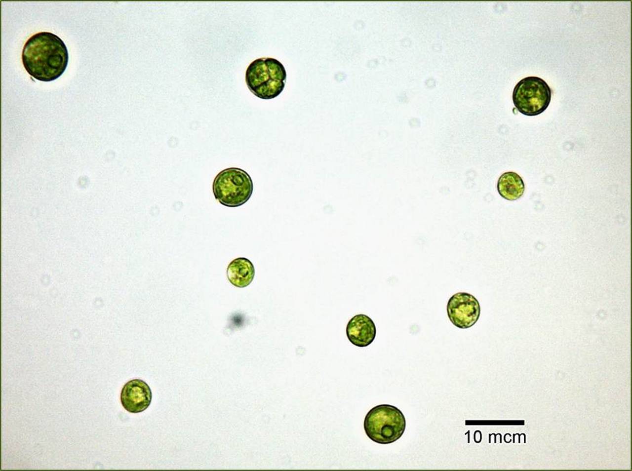 Scenedesmus rubescens IPPAS ред.2, (Russia)