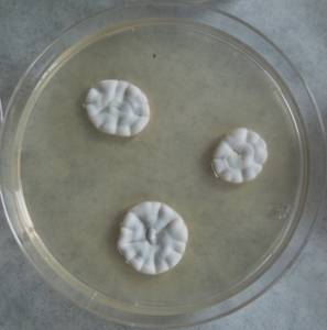 MSU_FS-03345_01, Район Манг Занг (Mang Yang districts), Провинция Зялай (Gia Lai province) (Вьетнам)