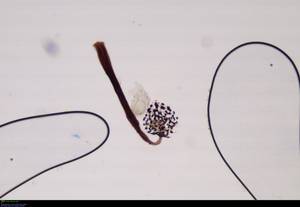 Cribraria microcarpa - спорангий в проходящем свете, Локнянский, Псковская область (Россия)