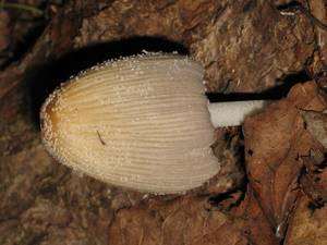 Coprinellus micaceus (Bull.) Vilgalys, Hopple & Jacq. Johnson, Одинцовский, Московская область (Россия)