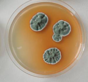 MSU_FS-02660 01, Район Кон Плонг (Kon Plông district), Провинция Контум (Kon Tum province) (Вьетнам)