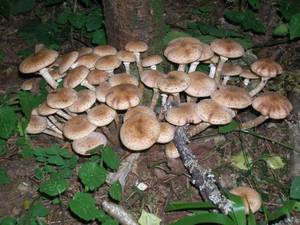 Armillaria borealis Marxm. & Korhonen, Одинцовский, Московская область (Россия)