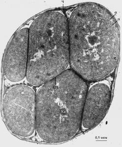 Делящиеся клетки Chlorogloeopsis fritschii ATCC 27193, объединённые общим чехлом, на стадии интенсивного роста культуры в оптимальных условиях на свету ( рисунок предоставлен Баулиной О.И.), (Индия)