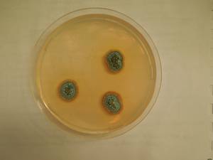 MSU_FS-01222 01, Район Бао Лам (Bảo Lâm district), Провинция Ламдонг (Lâm Đồng province) (Вьетнам)