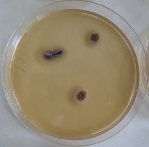 MSU_FS-03241_01, Район К Банг (K'Bang districts), Провинция Зялай (Gia Lai province) (Вьетнам)