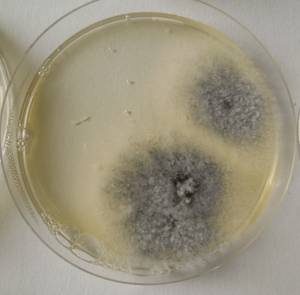 MSU_FS-02621 01, Район Кон Плонг (Kon Plông district), Провинция Контум (Kon Tum province) (Вьетнам)