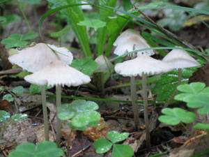 Mycena galericulata (Scop.) Gray
фото В.П. Прохорова, Одинцовский, Московская область (Россия)