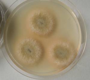 MSU_FS-02639 01, Район Кон Плонг (Kon Plông district), Провинция Контум (Kon Tum province) (Вьетнам)