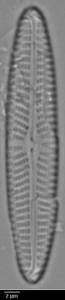 k2(1)-lm-613-sc, Кольский р-н, Мурманская область (Россия)