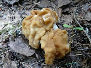Gyromitra gigas (Krombh.) Cooke
фото В.П. Прохорова, Одинцовский, Московская область (Россия)