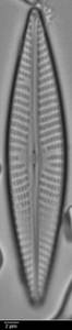 k4(3)-lm-119-sc, Мурманская область (Россия)