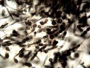 MSU_FS-00876, Район Тан Фу (Tân Phú district), Провинция Донгнай (Đồng Nai province) (Вьетнам)