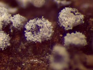 Physarum sp. -  внешний вид спороношений, которые сильно повреждены мицелием гриба, Нелидовский, Тверская область (Россия)