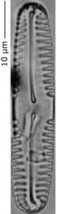 Pinnularia_pseudoparv_240-245, о. Шемья (Shemya), Аляска (США)