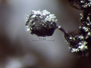 Physarum penetrale - внешний вид спороношений, Нелидовский, Тверская область (Россия)