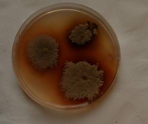 MSU_FS-00908 01, Район Тан Фу (Tân Phú district), Провинция Донгнай (Đồng Nai province) (Вьетнам)