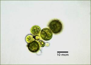 Spongiochloris spongiosa ACKUред.1, (Швейцария)
