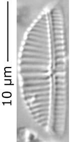 Ency_cf_min_305-310, о. Шемья (Shemya), Аляска (США)