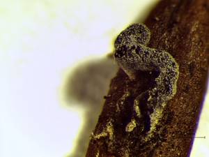 Didymium flexuosum внешний вид спороношения. Заметна продолговатая и уплощенная сбоков колонка, Калининский, Тверская область (Россия)