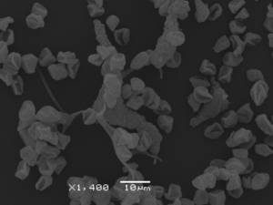 Physarum cf. penetrale - Узелки капиллиция и споры, СЭМ, Селивановский, Владимирская область (Россия)