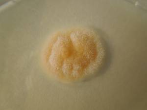 MSU_FS-02215 01, Район Тан Шон (Thanh Sơn district), Провинция Бенче  (Phú Thọ Province) (Вьетнам)