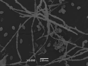 Physarum pezizoideum - Сеть капиллиция, СЭМ, Верхнедонской, Ростовская область (Россия)