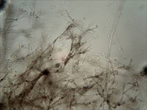 MSU_FS-00879, Район Тан Фу (Tân Phú district), Провинция Донгнай (Đồng Nai province) (Вьетнам)