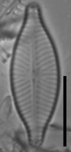 Масштаб – 10 мкм., Одинцовский район, Московская область (Россия)