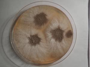 MSU_FS-01468, Район Тан Фу (Tân Phú districts), Провинция Донгнай (Đồng Nai province) (Вьетнам)