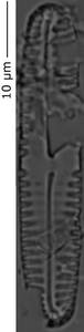 Pinnularia_pseudoparv_125-130, о. Шемья (Shemya), Аляска (США)