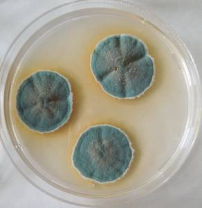 MSU_FS-03289_01, Район К Банг (K'Bang districts), Провинция Зялай (Gia Lai province) (Вьетнам)