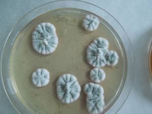 MSU_FS-01602 01, Район Тан Фу (Tân Phú districts), Провинция Донгнай (Đồng Nai province) (Вьетнам)