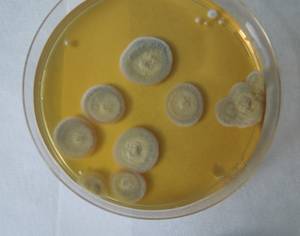 MSU_FS-01823, Район Бу Зяп (Bù Gia Mập district), Провинция Биньфыок (Bình Phước province) (Вьетнам)