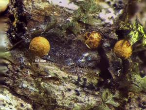 Trichia erecta - внешний вид спороношений, Нелидовский, Тверская область (Россия)
