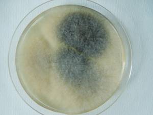 MSU_FS-02622 01, Район Кон Плонг (Kon Plông district), Провинция Контум (Kon Tum province) (Вьетнам)