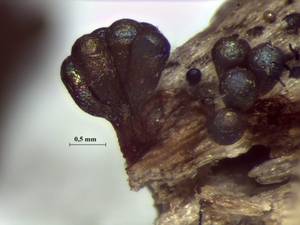 Metatrichia vesparia внешний вид спороношения, Лазовский, Приморский край (Россия)
