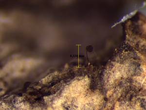Macbrideola cornea - внешний вид спороношений, Нелидовский, Тверская область (Россия)